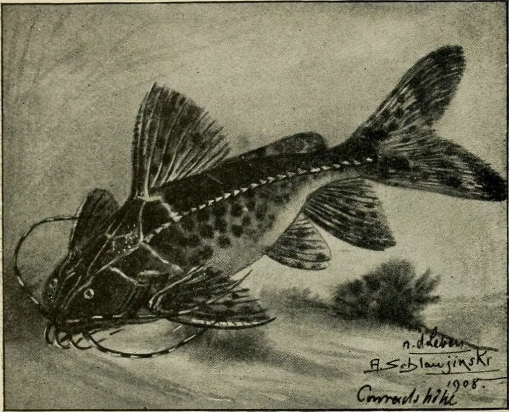 An illustration from Die exotischen zierfische in wort und bild, 1914, leaf 331