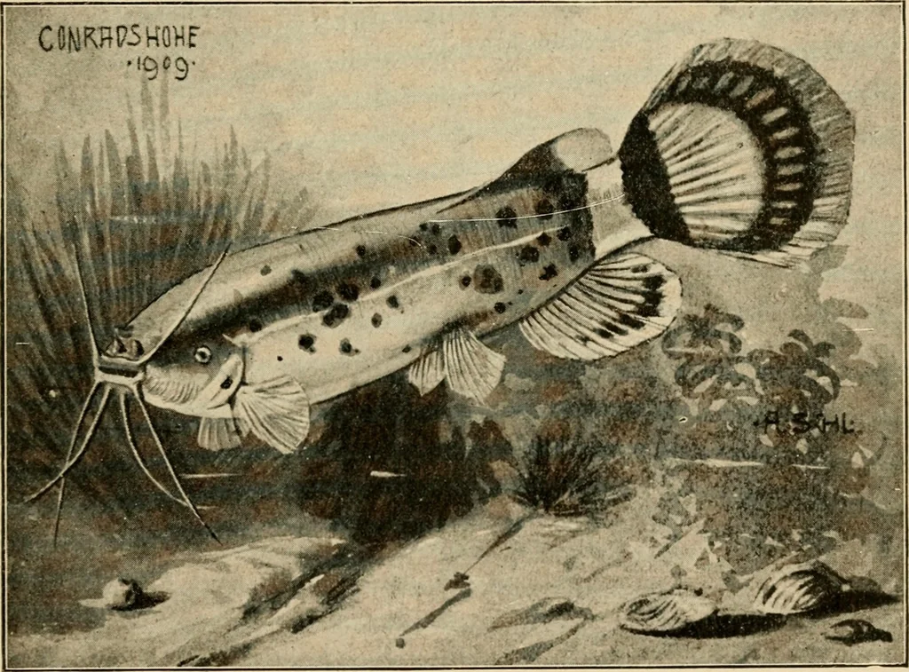 An illustration from Die exotischen zierfische in wort und bild, 1914, leaf 332