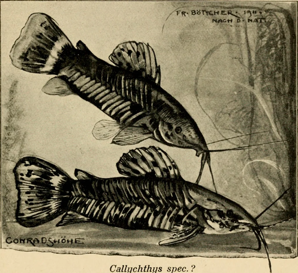 An illustration from Die exotischen zierfische in wort und bild, 1914, leaf 334