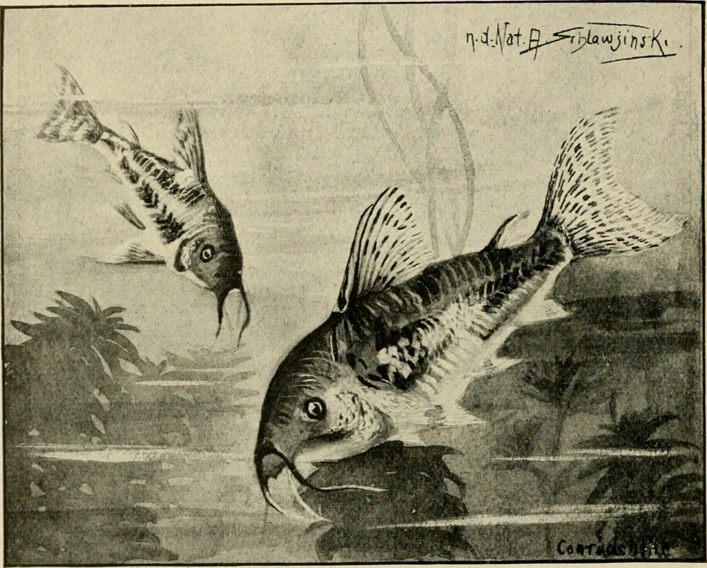 An illustration from Die exotischen zierfische in wort und bild, 1914, leaf 335