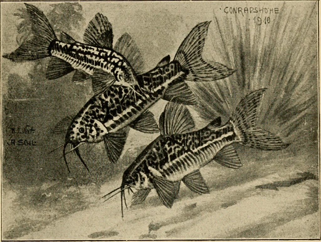 An illustration from Die exotischen zierfische in wort und bild, 1914, leaf 336