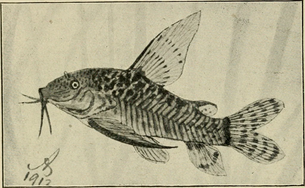 An illustration from Die exotischen zierfische in wort und bild, 1914, leaf 337