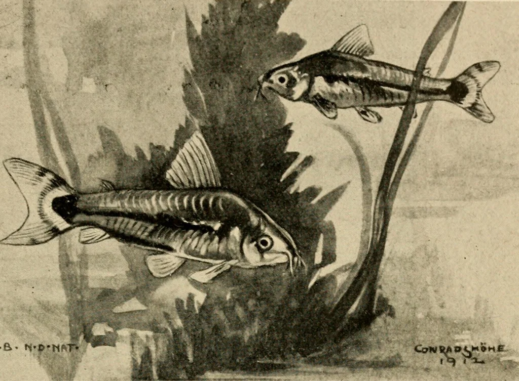 An illustration from Die exotischen zierfische in wort und bild, 1914, leaf 338