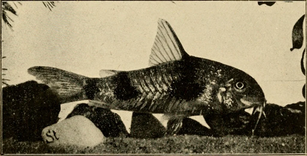 An illustration from Die exotischen zierfische in wort und bild, 1914, leaf 338