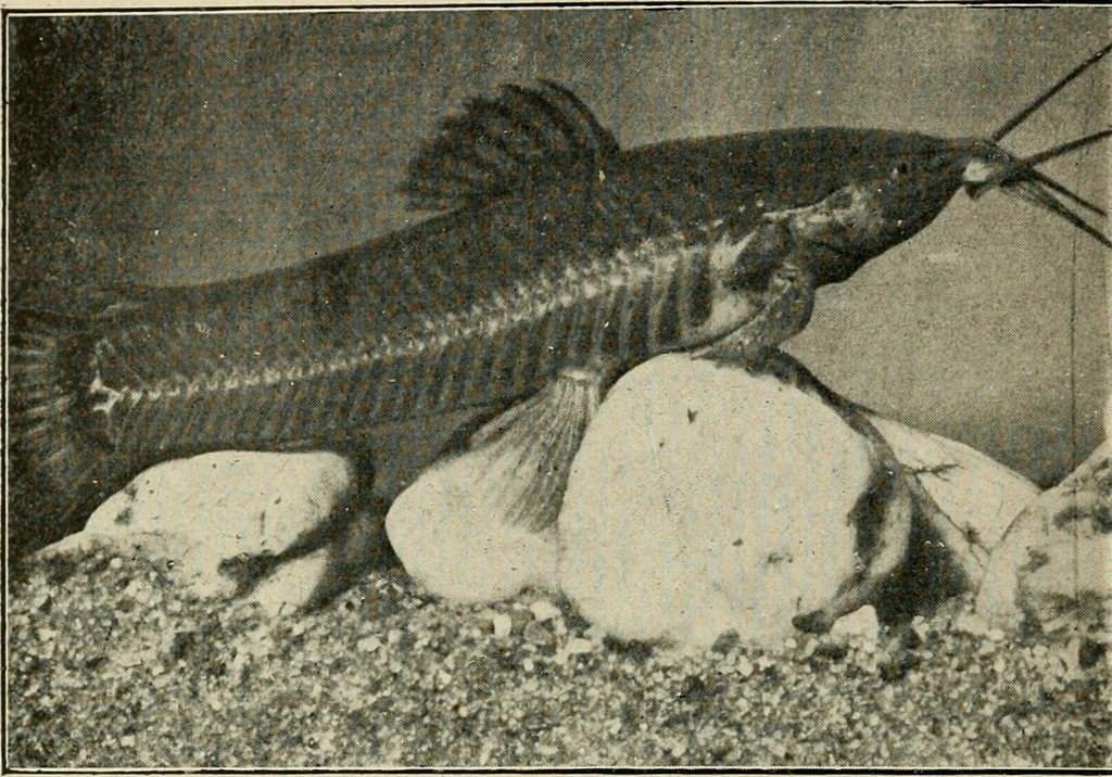 An illustration from Die exotischen zierfische in wort und bild, 1914, leaf 339