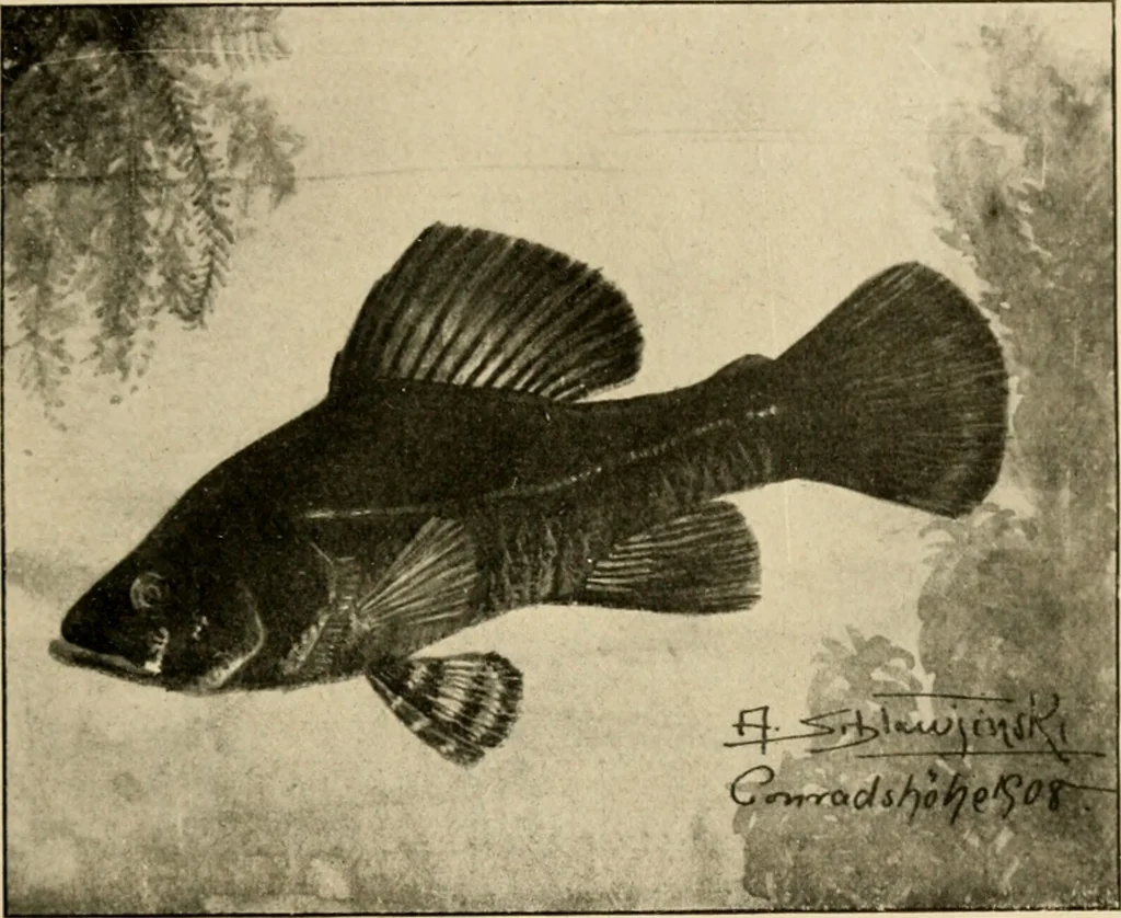 An illustration from Die exotischen zierfische in wort und bild, 1914, leaf 34