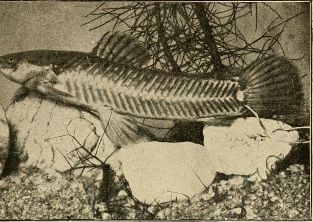 An illustration from Die exotischen zierfische in wort und bild, 1914, leaf 340