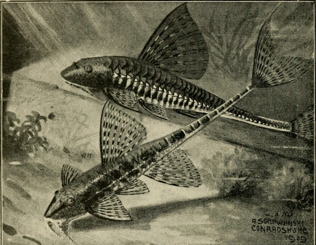 An illustration from Die exotischen zierfische in wort und bild, 1914, leaf 341