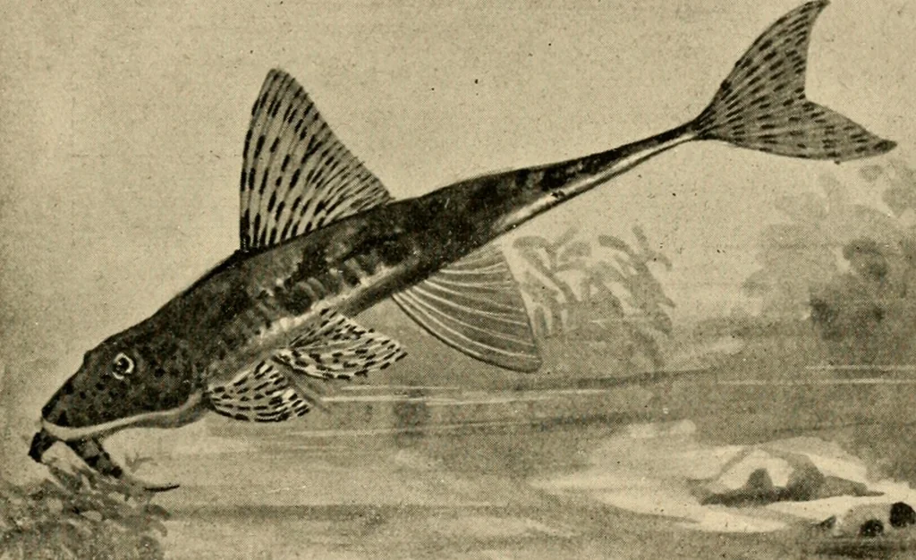 An illustration from Die exotischen zierfische in wort und bild, 1914, leaf 342