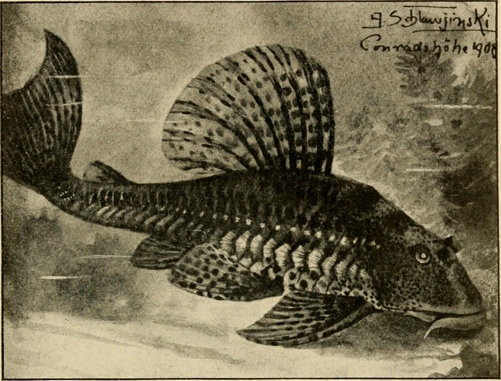 An illustration from Die exotischen zierfische in wort und bild, 1914, leaf 344