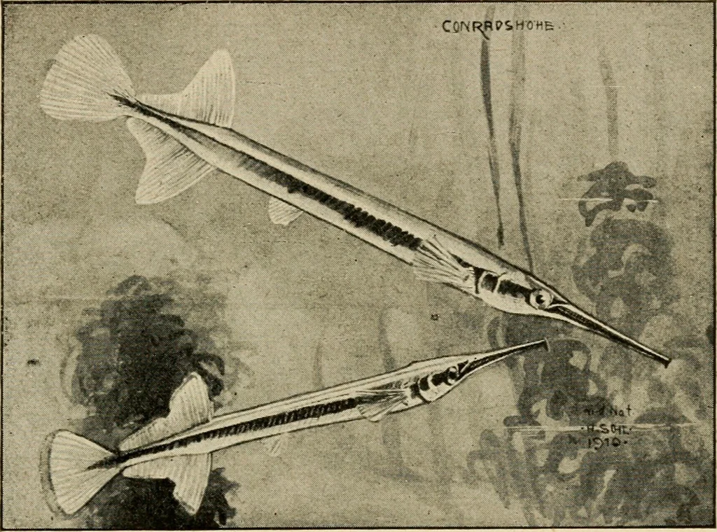 An illustration from Die exotischen zierfische in wort und bild, 1914, leaf 346
