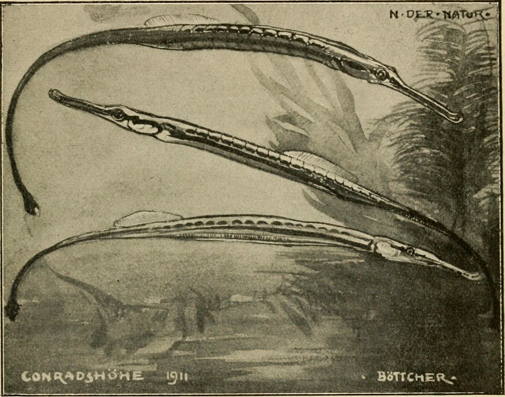 An illustration from Die exotischen zierfische in wort und bild, 1914, leaf 348