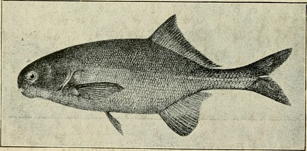 An illustration from Die exotischen zierfische in wort und bild, 1914, leaf 349