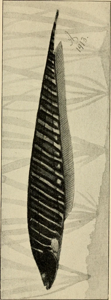 An illustration from Die exotischen zierfische in wort und bild, 1914, leaf 354
