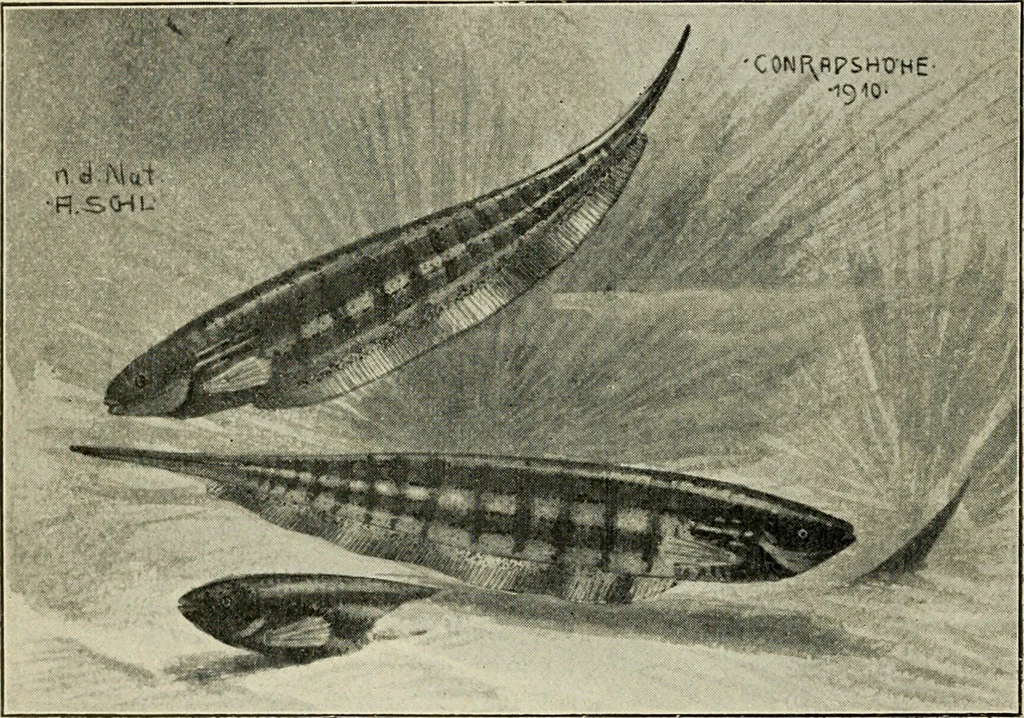 An illustration from Die exotischen zierfische in wort und bild, 1914, leaf 355