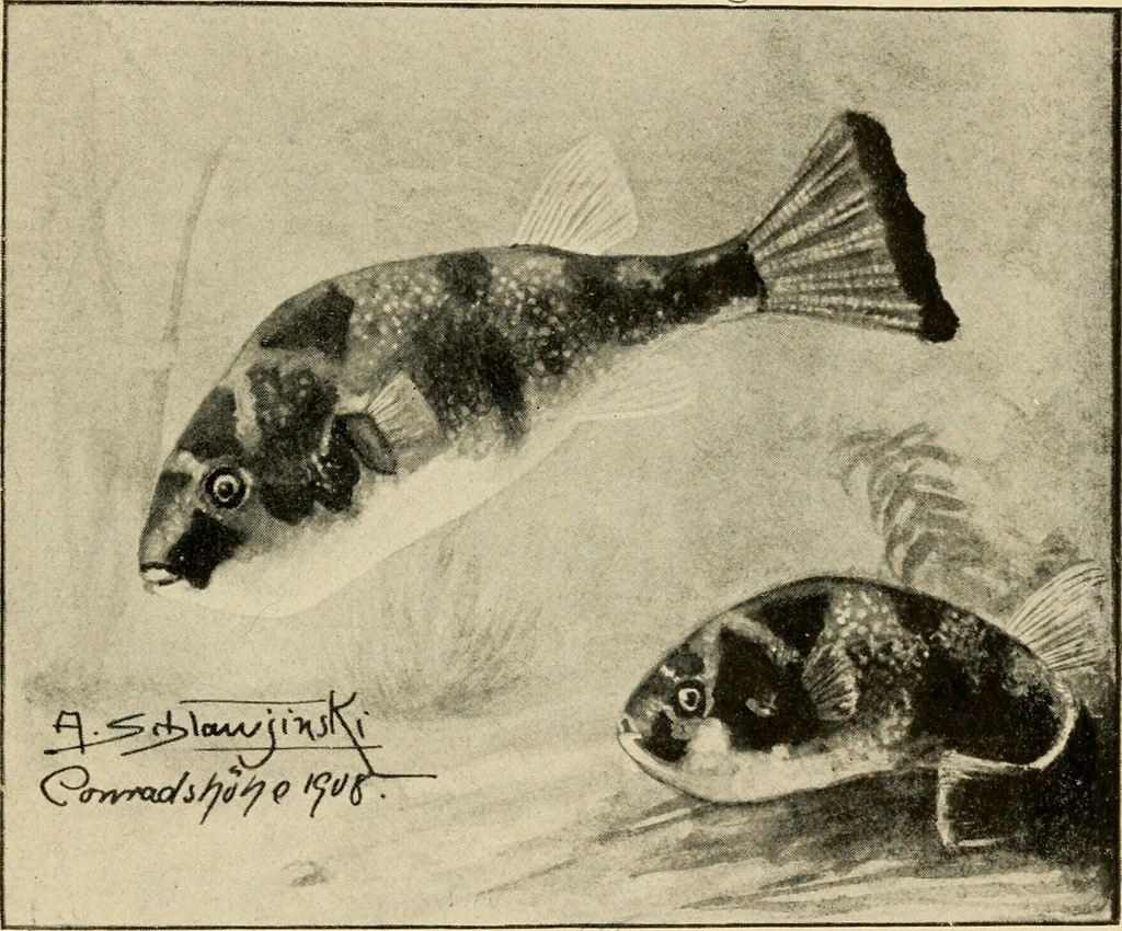 An illustration from Die exotischen zierfische in wort und bild, 1914, leaf 356