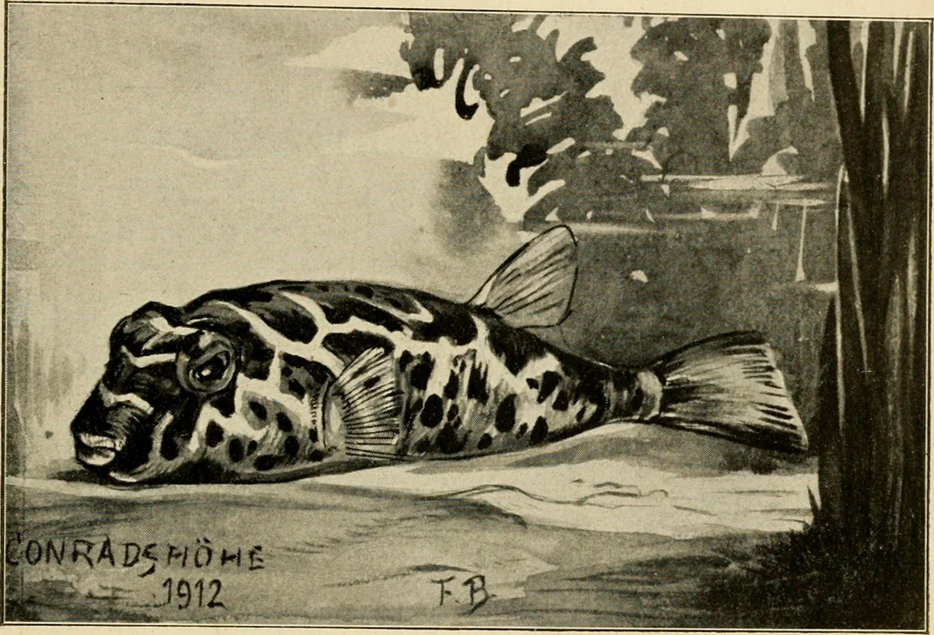 An illustration from Die exotischen zierfische in wort und bild, 1914, leaf 358
