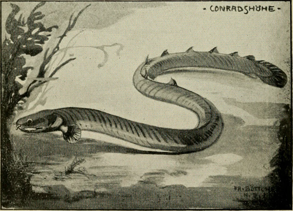 An illustration from Die exotischen zierfische in wort und bild, 1914, leaf 359