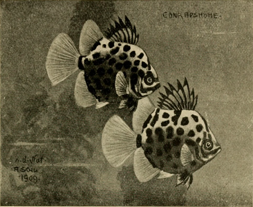 An illustration from Die exotischen zierfische in wort und bild, 1914, leaf 36