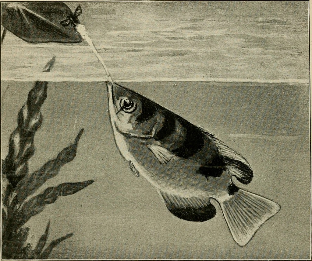 An illustration from Die exotischen zierfische in wort und bild, 1914, leaf 37