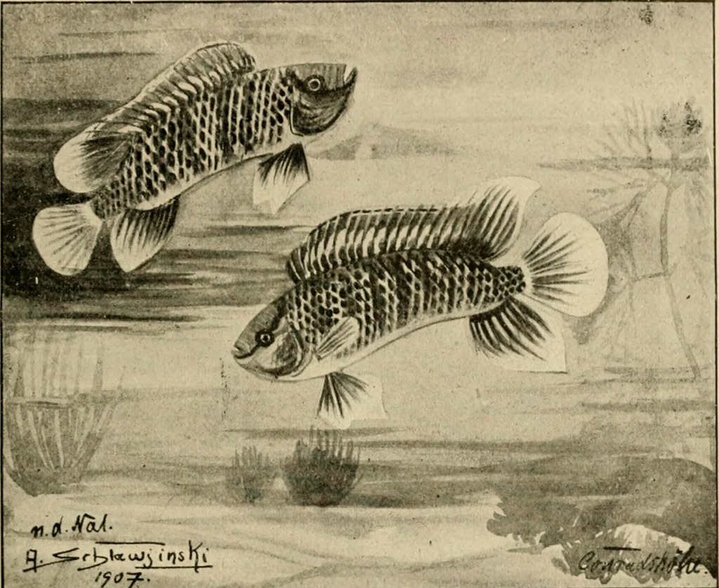 An illustration from Die exotischen zierfische in wort und bild, 1914, leaf 40