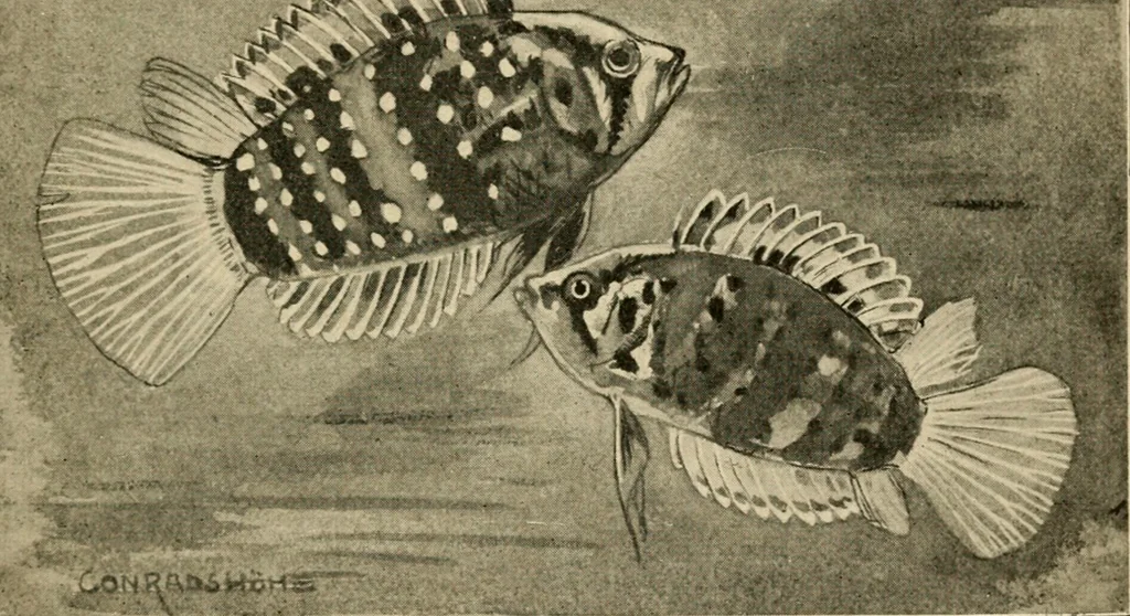 An illustration from Die exotischen zierfische in wort und bild, 1914, leaf 42