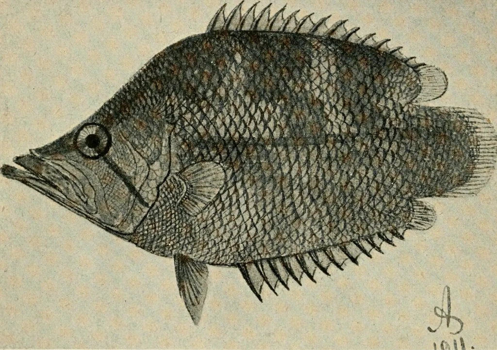 An illustration from Die exotischen zierfische in wort und bild, 1914, leaf 45