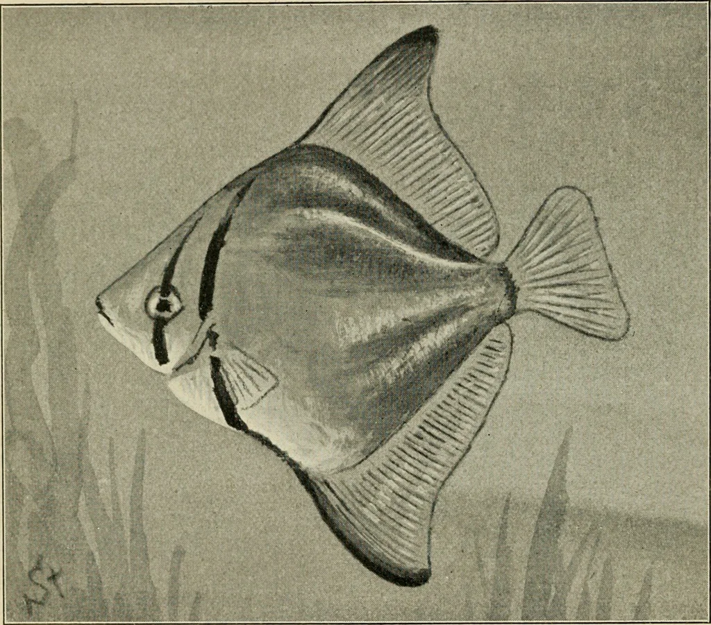 An illustration from Die exotischen zierfische in wort und bild, 1914, leaf 47