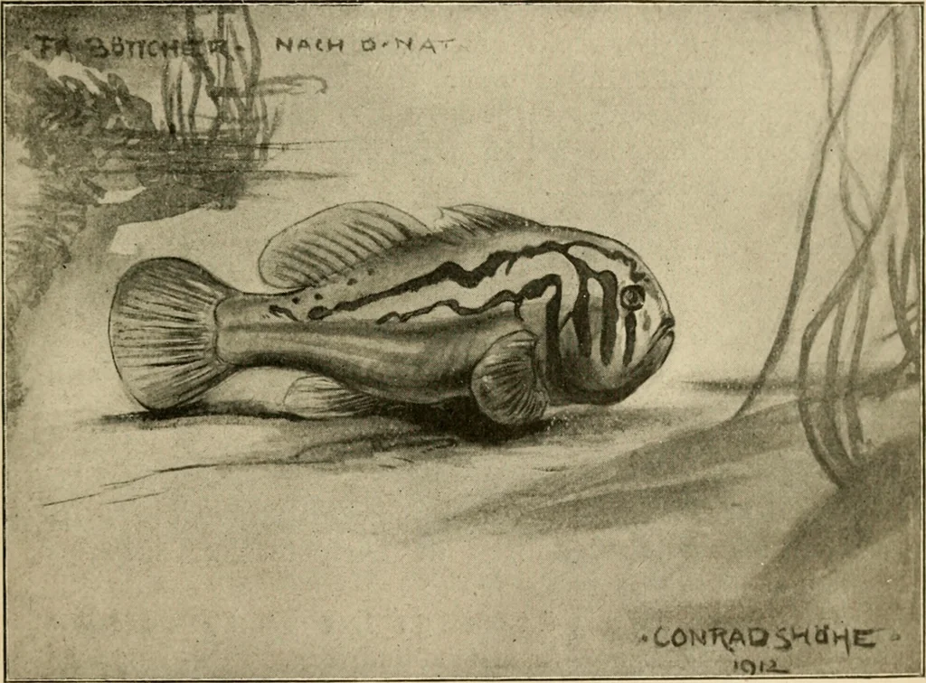 An illustration from Die exotischen zierfische in wort und bild, 1914, leaf 48