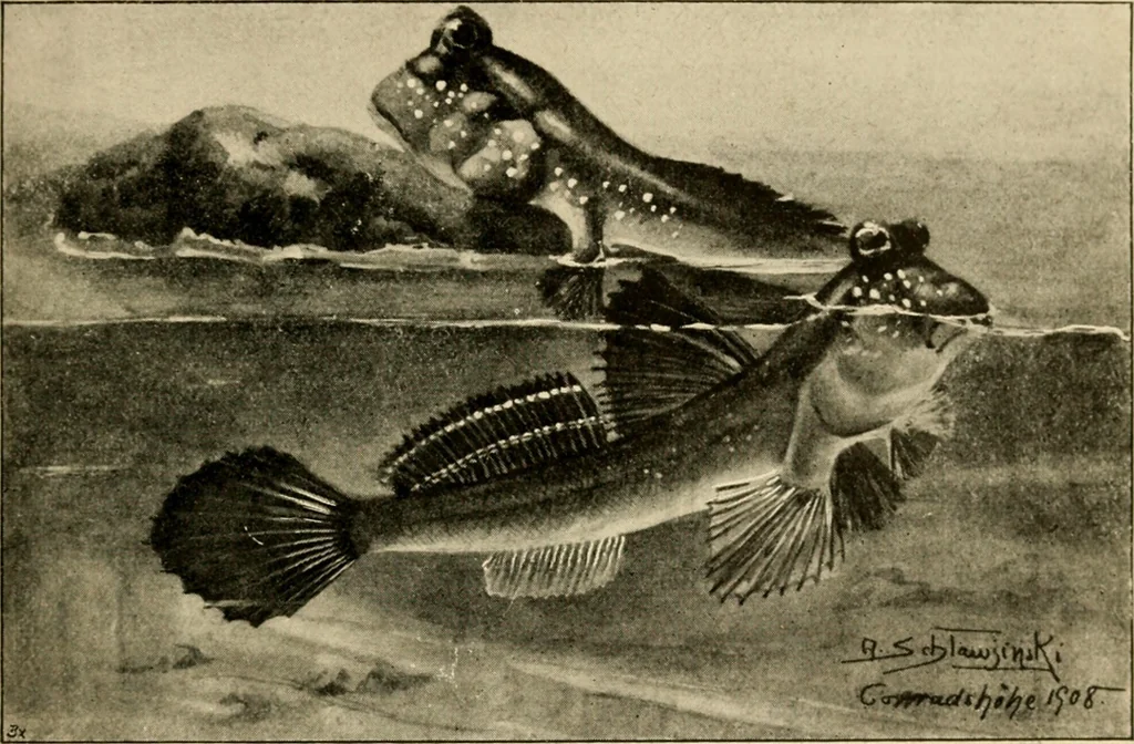 An illustration from Die exotischen zierfische in wort und bild, 1914, leaf 50