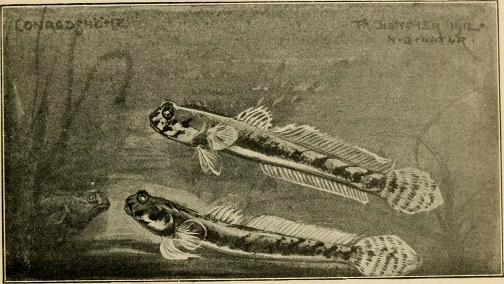 An illustration from Die exotischen zierfische in wort und bild, 1914, leaf 52