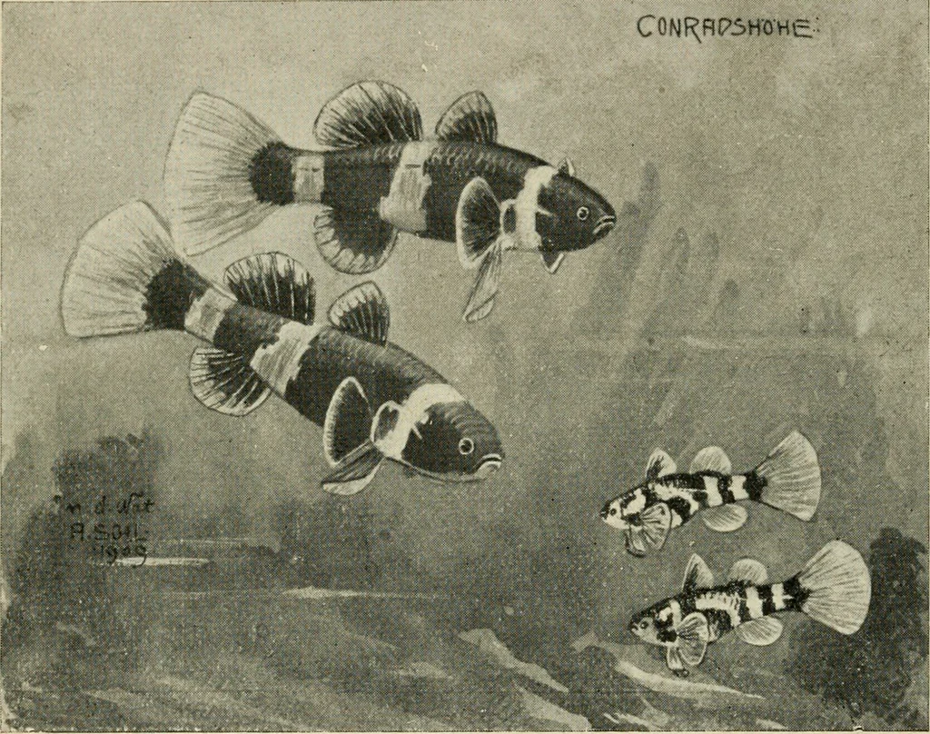An illustration from Die exotischen zierfische in wort und bild, 1914, leaf 53