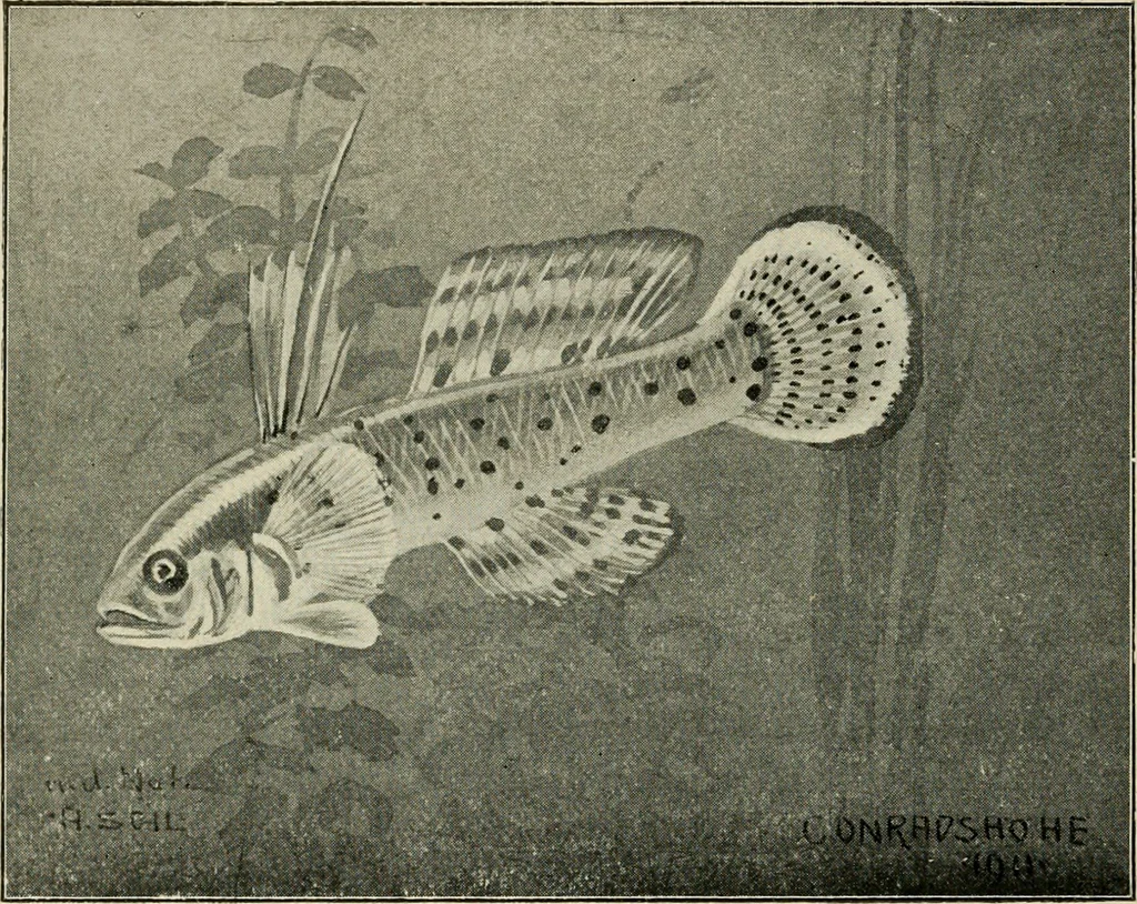 An illustration from Die exotischen zierfische in wort und bild, 1914, leaf 55