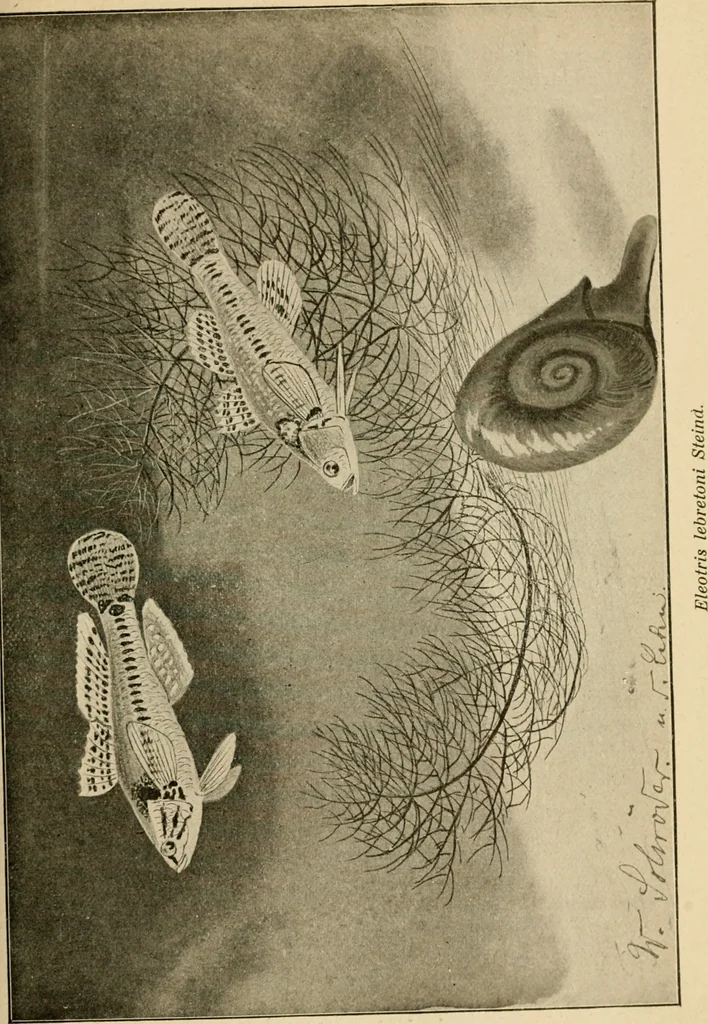 An illustration from Die exotischen zierfische in wort und bild, 1914, leaf 56