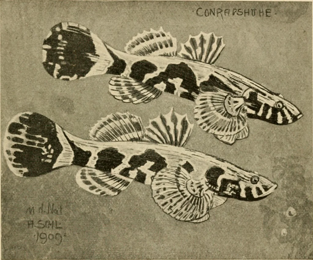 An illustration from Die exotischen zierfische in wort und bild, 1914, leaf 58