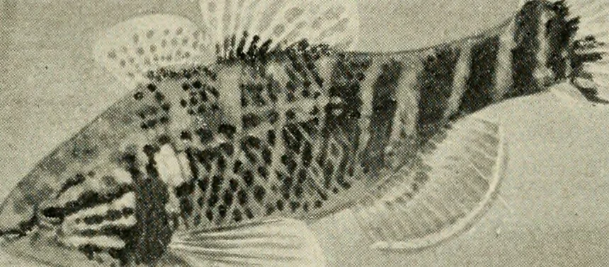 An illustration from Die exotischen zierfische in wort und bild, 1914, leaf 59