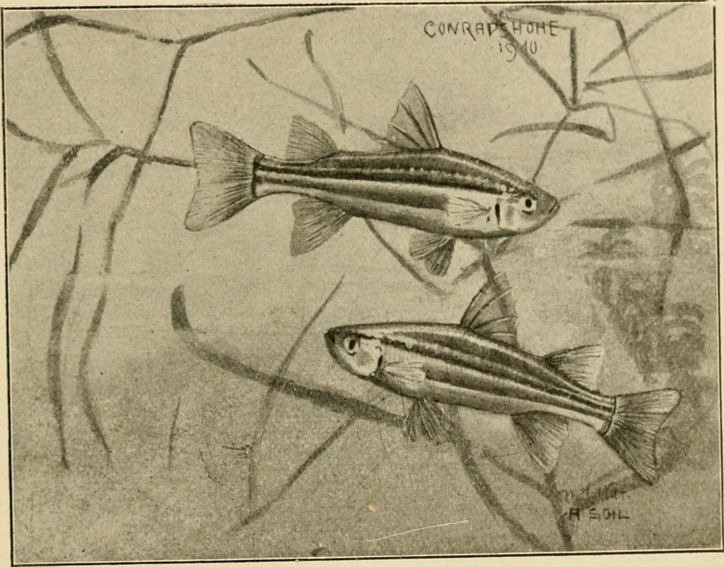 An illustration from Die exotischen zierfische in wort und bild, 1914, leaf 62