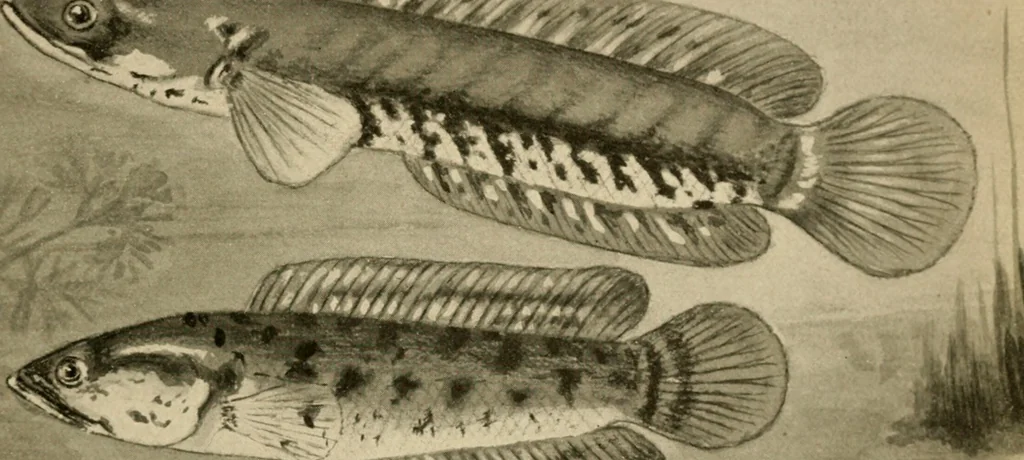 An illustration from Die exotischen zierfische in wort und bild, 1914, leaf 64