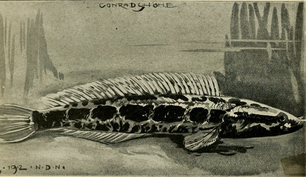 An illustration from Die exotischen zierfische in wort und bild, 1914, leaf 65