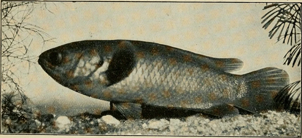 An illustration from Die exotischen zierfische in wort und bild, 1914, leaf 67