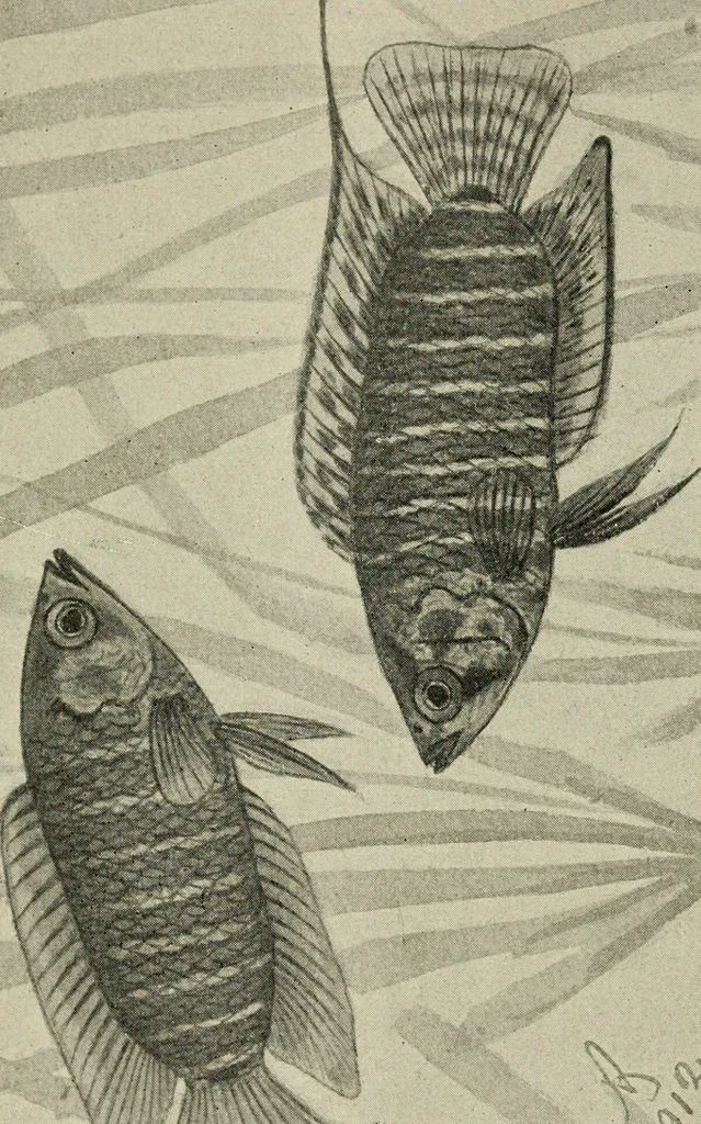 An illustration from Die exotischen zierfische in wort und bild, 1914, leaf 69