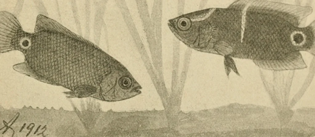 An illustration from Die exotischen zierfische in wort und bild, 1914, leaf 70