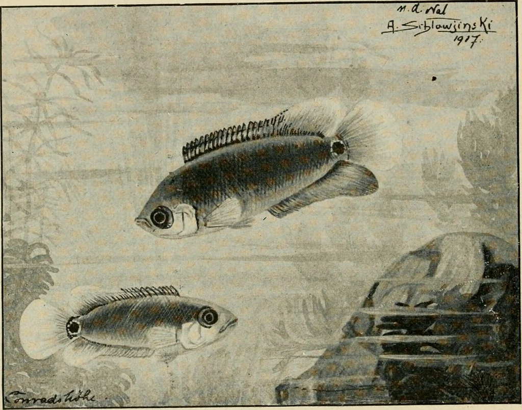 An illustration from Die exotischen zierfische in wort und bild, 1914, leaf 71