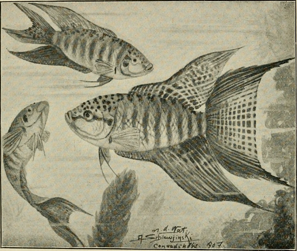 An illustration from Die exotischen zierfische in wort und bild, 1914, leaf 73