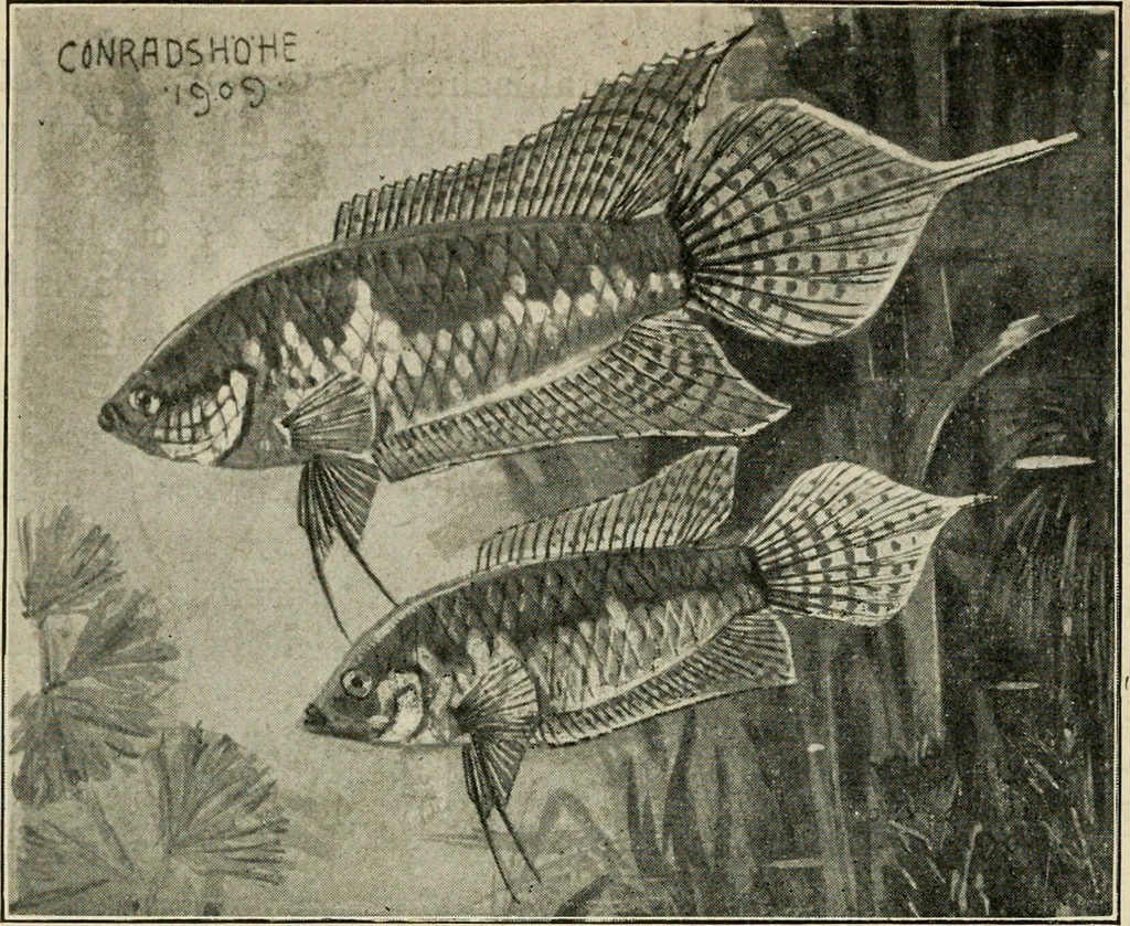 An illustration from Die exotischen zierfische in wort und bild, 1914, leaf 77