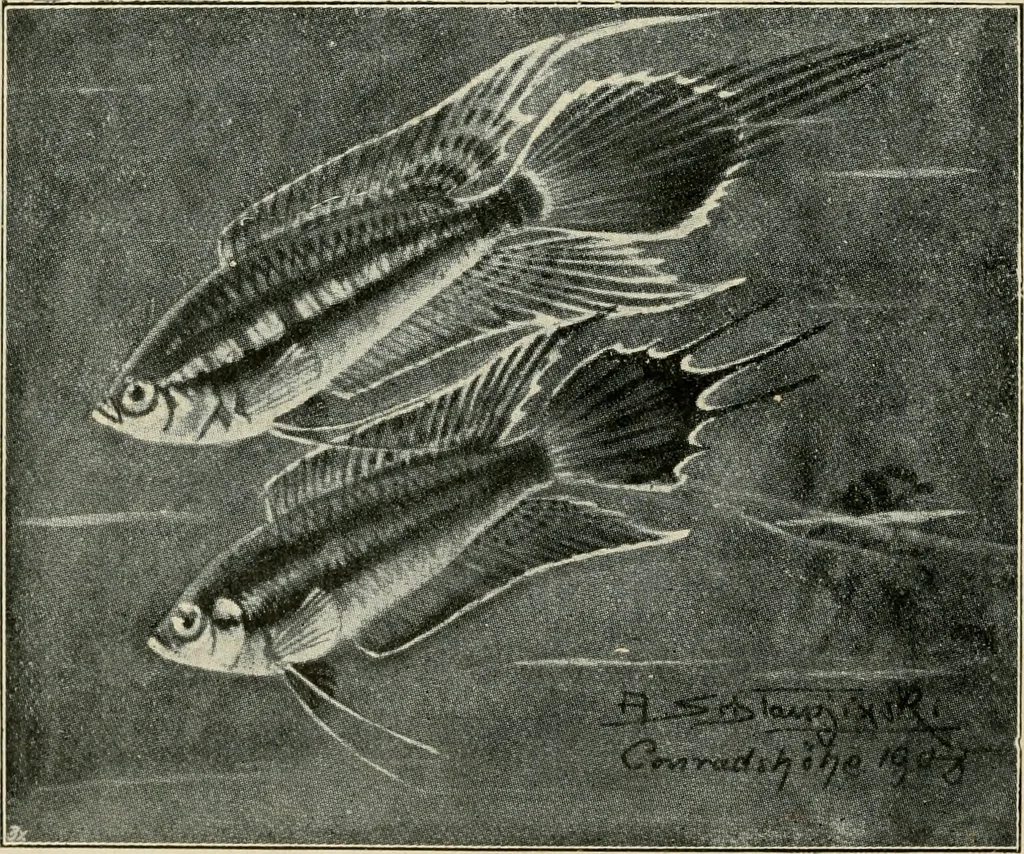 An illustration from Die exotischen zierfische in wort und bild, 1914, leaf 77