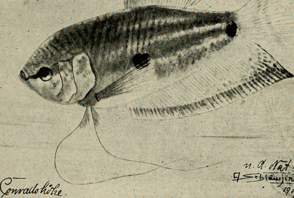 An illustration from Die exotischen zierfische in wort und bild, 1914, leaf 79
