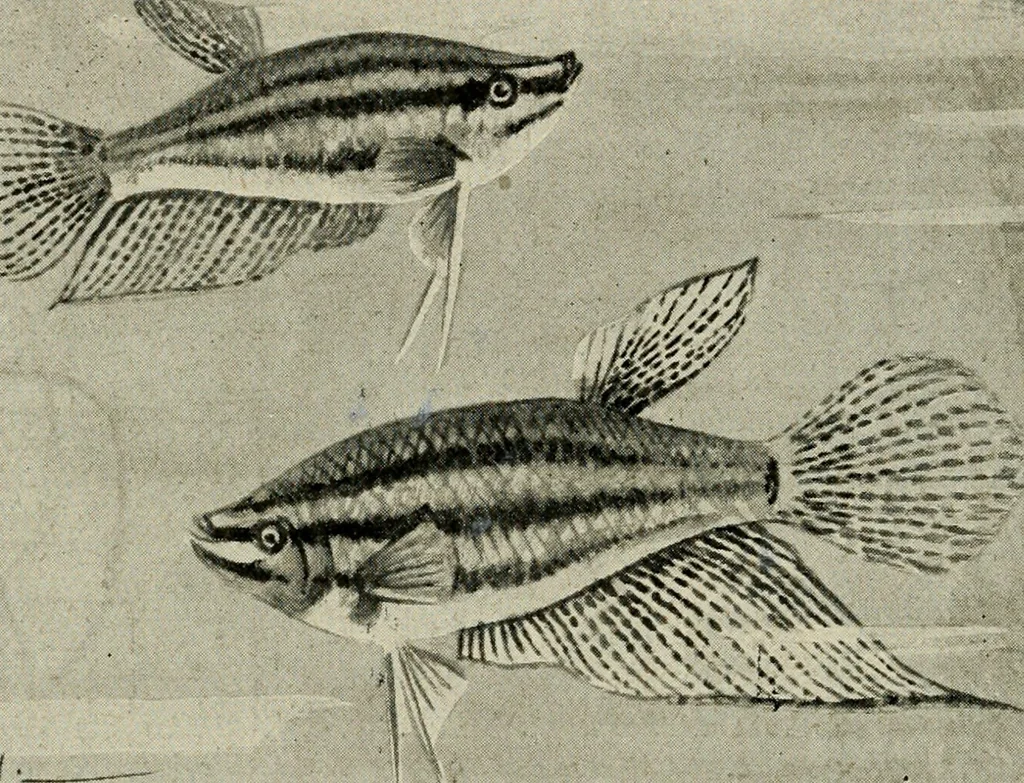 An illustration from Die exotischen zierfische in wort und bild, 1914, leaf 83