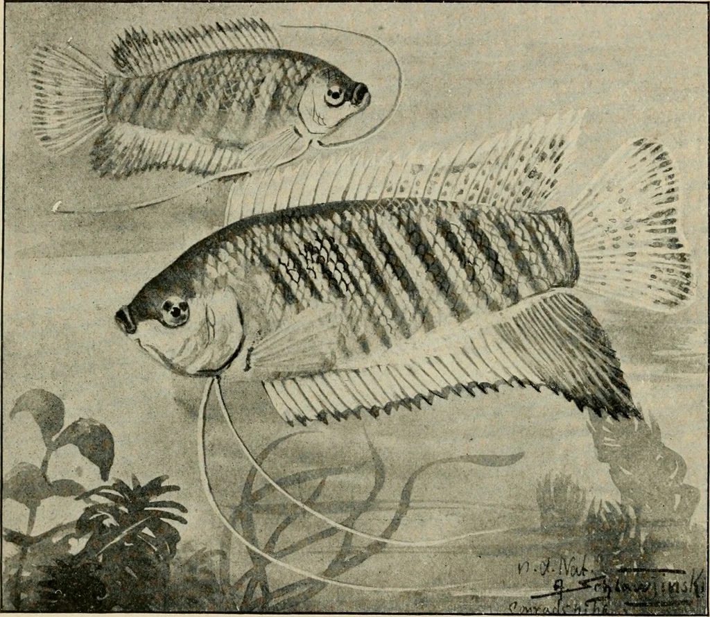 An illustration from Die exotischen zierfische in wort und bild, 1914, leaf 85