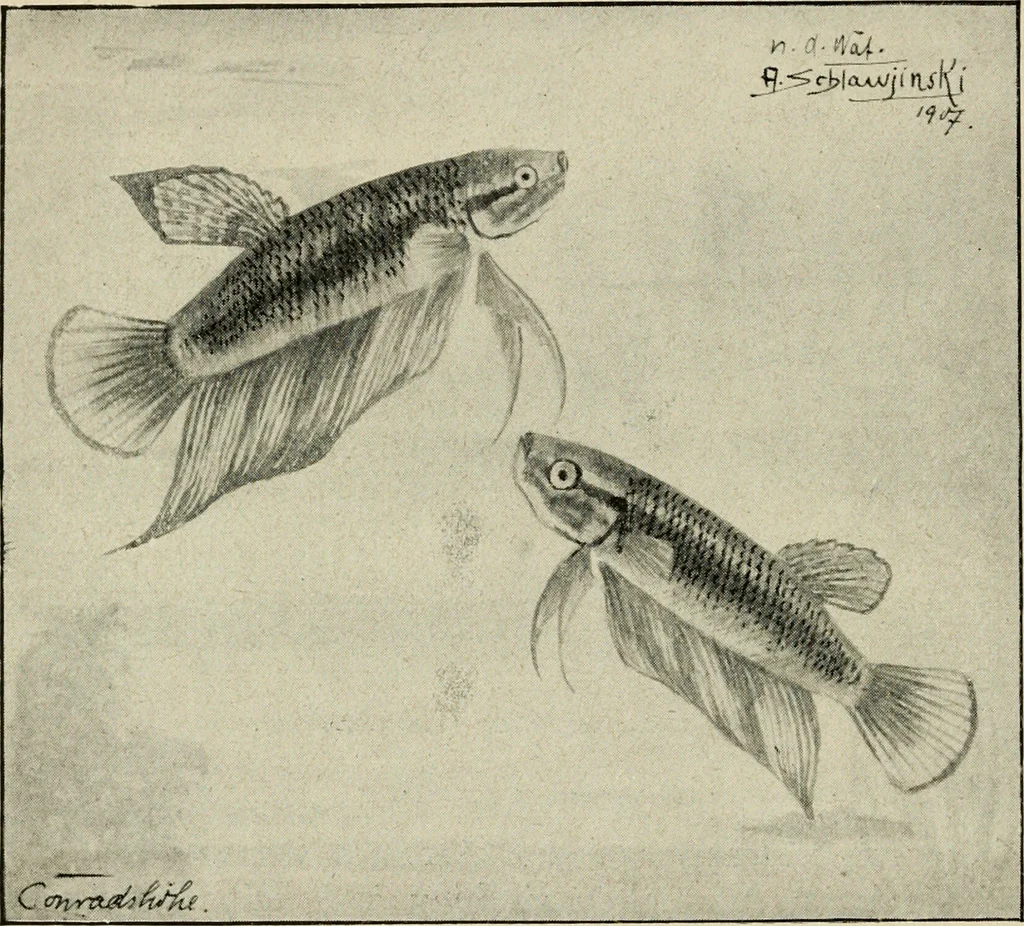 An illustration from Die exotischen zierfische in wort und bild, 1914, leaf 89